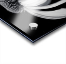 Coneflower close-up Acrylic print