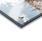 Hot springs Tree Acrylic print