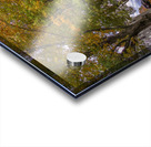 Tree Lined Road Acrylic print