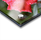 Morning Dew Acrylic print