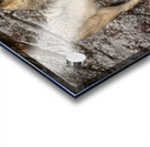 Grey Wolf Acrylic print