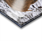 Sanglier Acrylic print