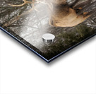 Elk Bucks Acrylic print