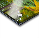 Japanese Garden Bonzai Portland  Acrylic print