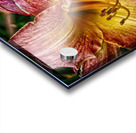 flower two Acrylic print