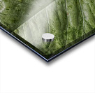 plant 5 Acrylic print