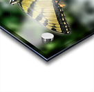 butterfly 3 Acrylic print