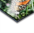 butterfly 4 Acrylic print