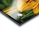 butterfly 5 Acrylic print