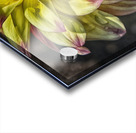 dahlia 2 Acrylic print