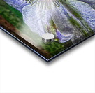 Clematis Acrylic print