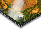 Lily 1 Acrylic print