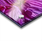 dahlia 3 Acrylic print