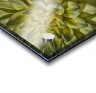 dahlia 5 Acrylic print