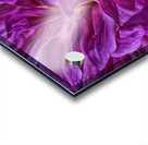 dahlia 4 Acrylic print