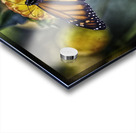 butterfly 7 Acrylic print