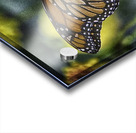 butterfly 6 Acrylic print