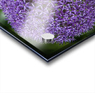 flower 13 Acrylic print