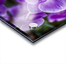 flower 11 Acrylic print