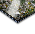 flower 15 Acrylic print