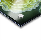 yellow dahlia Acrylic print