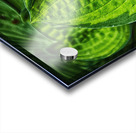 green leaves Acrylic print