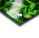 20190916 DSC 0326 Acrylic print