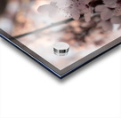 20200226 DSC 0031 Acrylic print