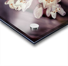 20200425 DSC 0191 2 Acrylic print