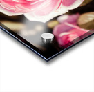 20200425 DSC 0244 Acrylic print