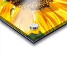 DSC 0149 1 2 Acrylic print