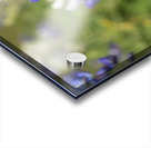 Bluebonnet Acrylic print