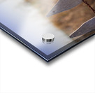 Serenity Acrylic print