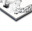 Giraffe Family  Acrylic print