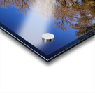 Bending Oaks Acrylic print