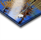 Marsh Grasses at Northside Park Acrylic print