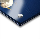 Seagull Wading Reflection at the Beach Acrylic print