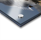 Seagull Cleared for  Landing at the Beach Acrylic print