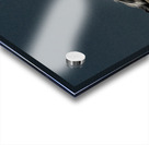 Seagull Portrait Almost Black and White Acrylic print