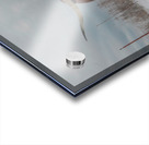 Little D Acrylic print