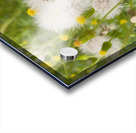 DREAMY WEEDS - ByZo Art Photography Acrylic print