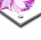 Blossom Acrylic print