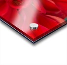 Red and Yellow Acrylic print