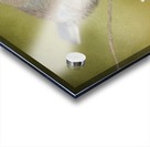 Dark Eyed Junco with Texture Acrylic print