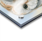 Barn Owl Perceptive Gaze Acrylic print