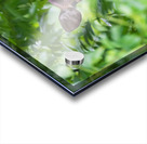 Chital Acrylic print