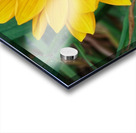 20210414IMG 8082 Acrylic print