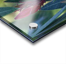 20210508IMG 9264 Acrylic print