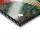 20210513IMG 9605 Acrylic print