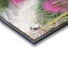 20210410IMG 8577 Acrylic print